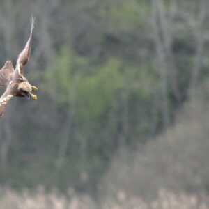 busard des roseaux femelle évoluant au dessus d'une roselière bordant l'Etang de Lachaussée dans la Meuse; le 20 avril 2023