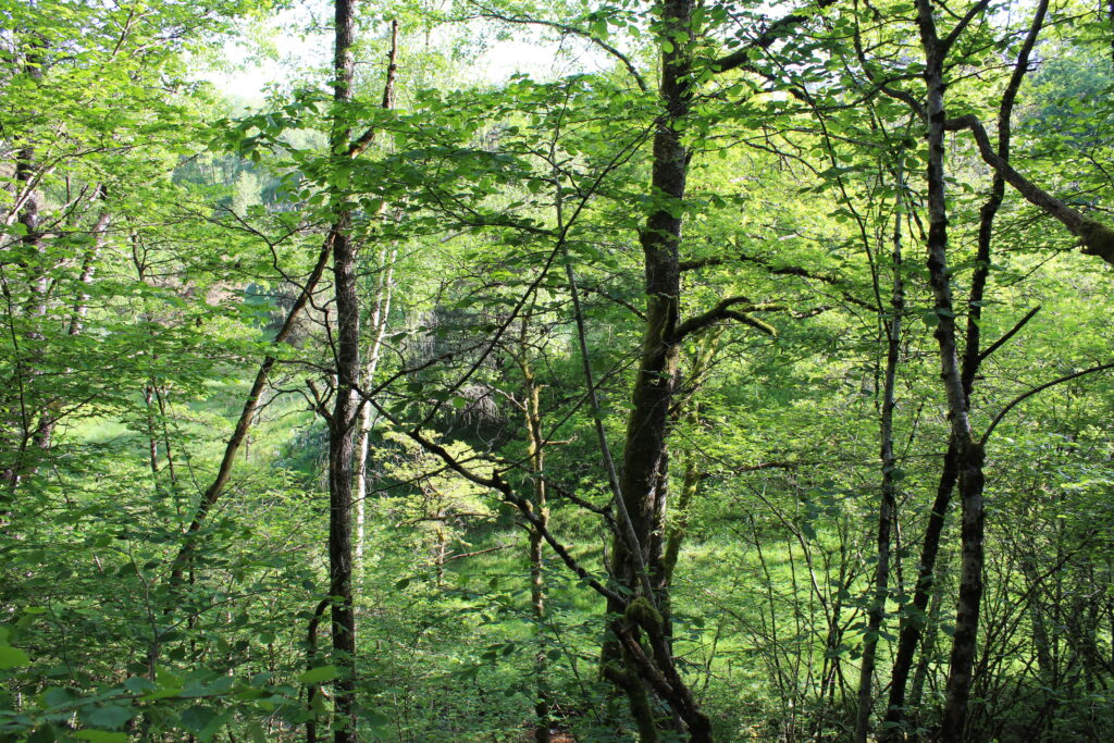 Milieu forestier favorable à la présence de la grive musicienne (Pas Vinzelin, Cantal)